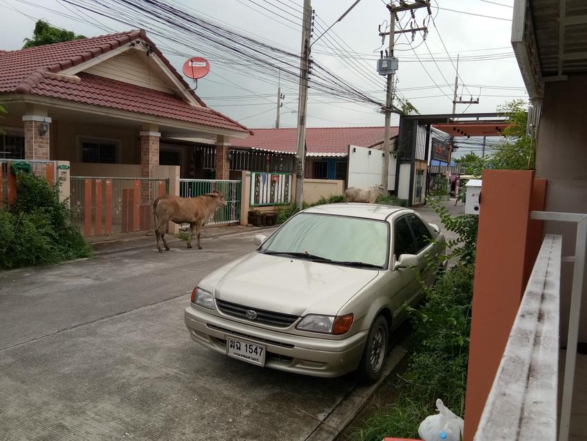 ทาวน์เฮาส์ชั้นเดียว หมู่บ้านฟอเรสต้า 7 มาบตาพุด ระยอง 1