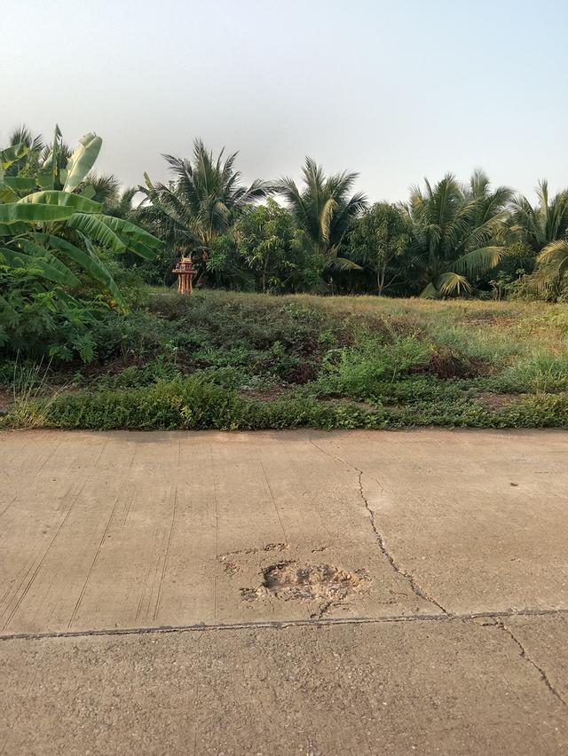 ขายที่ดินสวนมะพร้าว2ไร่2งาน ติดถนน ติดคลอง 1