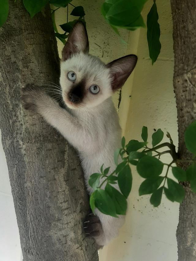 ลูกแมววิเชียรมาศ บ้านปุ้มปุ้ย 13