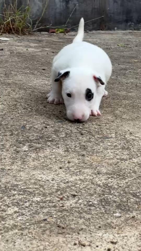 บลูเทอเรีย Bullterrier std 8