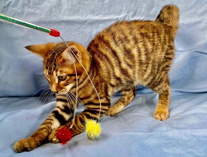 รับนำเข้าแมว Toyger จากหลายฟาร์ม