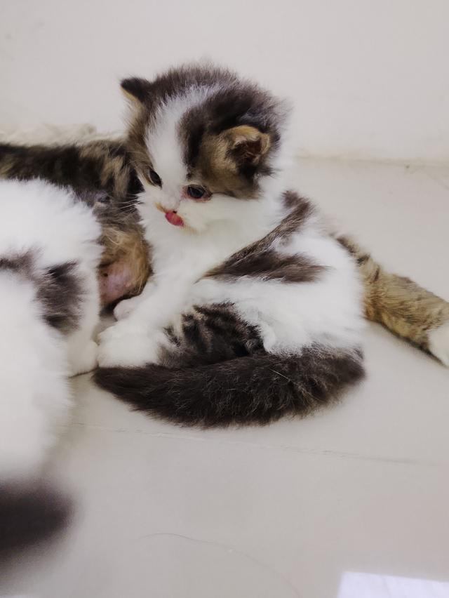 ลูกแมวพันธุ์สก็อตติช