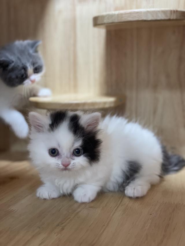 mini product image 4