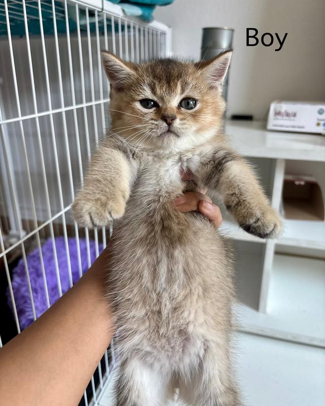 แมว British shorthair ชาย