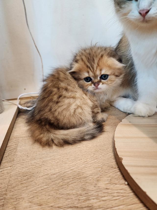 แมว สก็อตติช อายุ 2-3 เดือน ตัวละ 5000 พิกัดไทรม้า 18