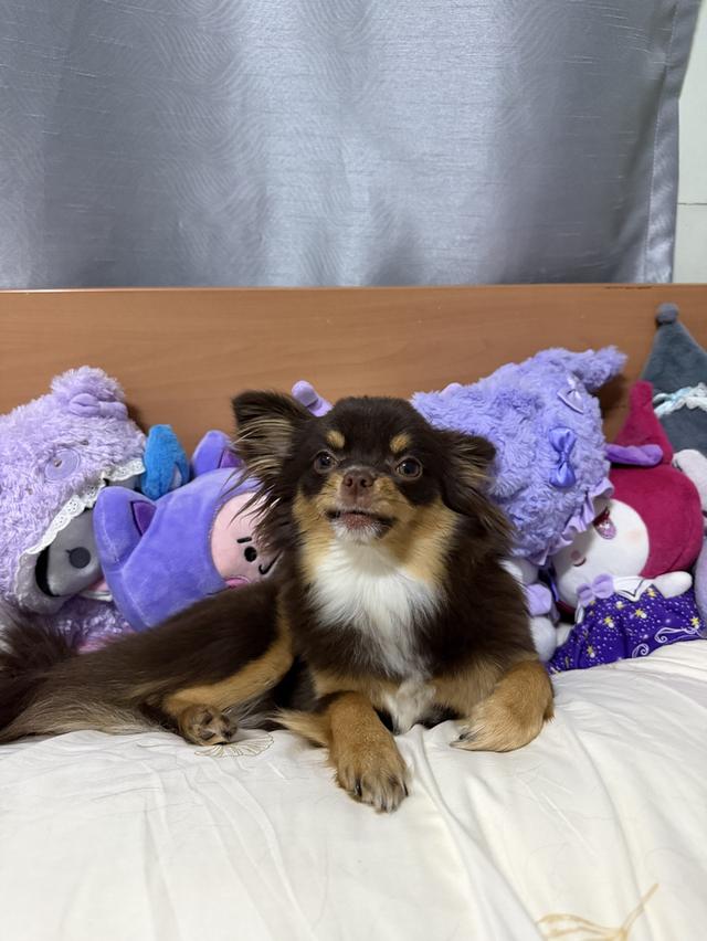 สุนัขพันธุ์ชิวาวา เพศหญิง