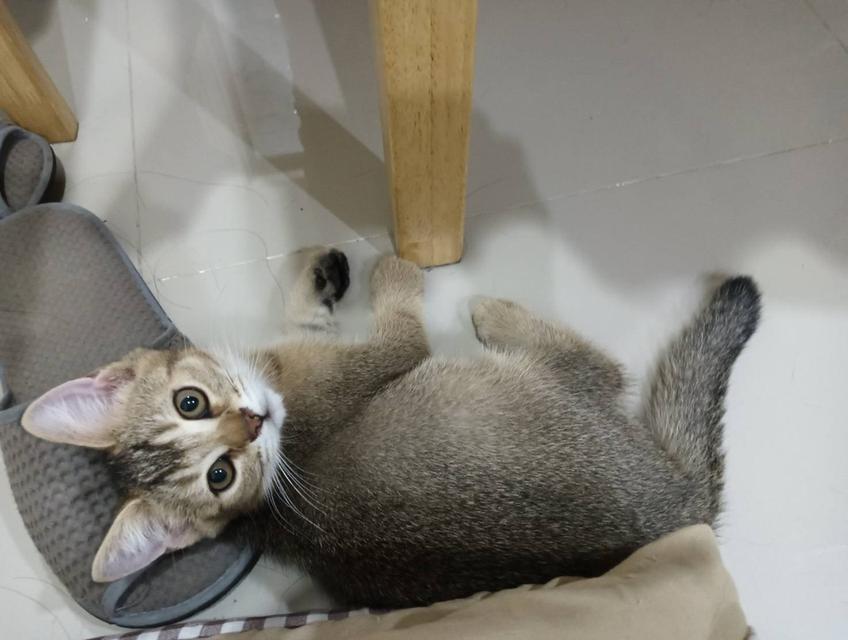 หนุ่มน้อย Brown Tabby
