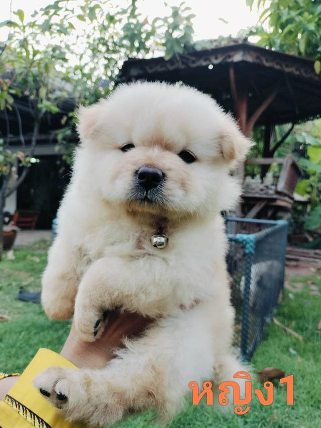 เชาเชาหาบ้าน 7