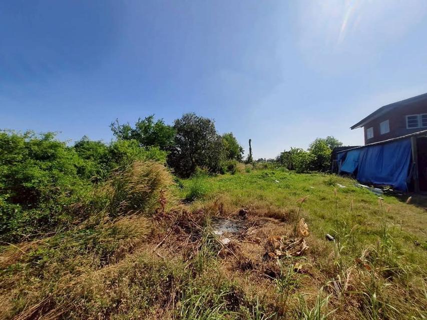 ขายถูก !! ที่ดินใกล้วัดราษฎร์นิยม 200 ตารางวาติดถนนสาธารณะ ถมแล้ว อ.ไทรน้อย จ.นนทบุรี 3