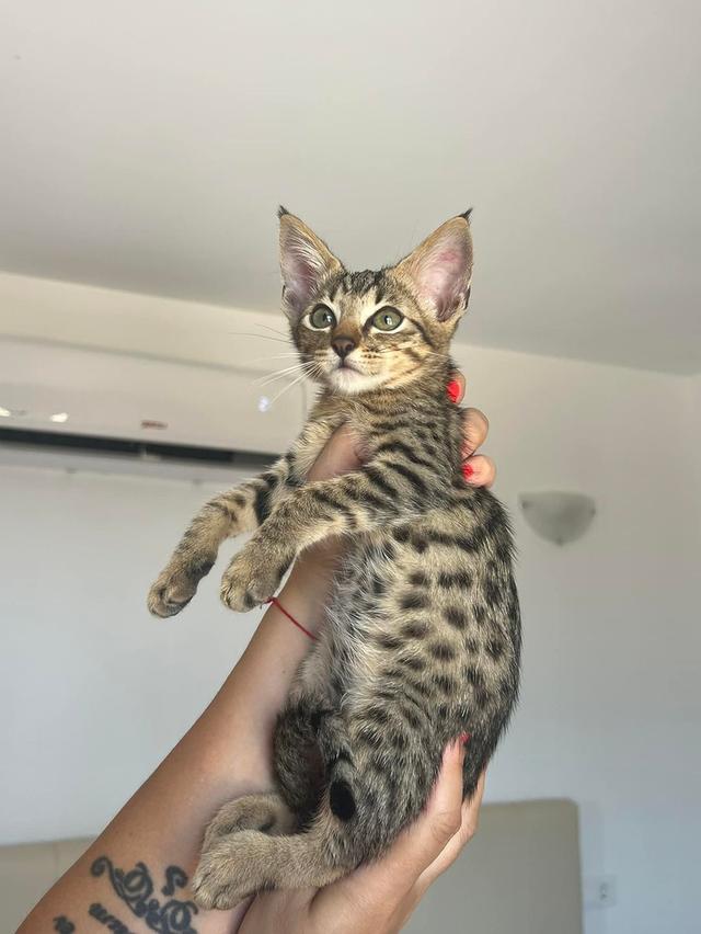 savannah kittens  WhatsApp me : +66 63 826 3042