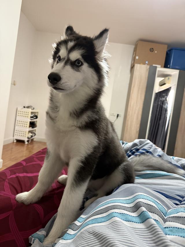 Husky name luna but we call her snow 4