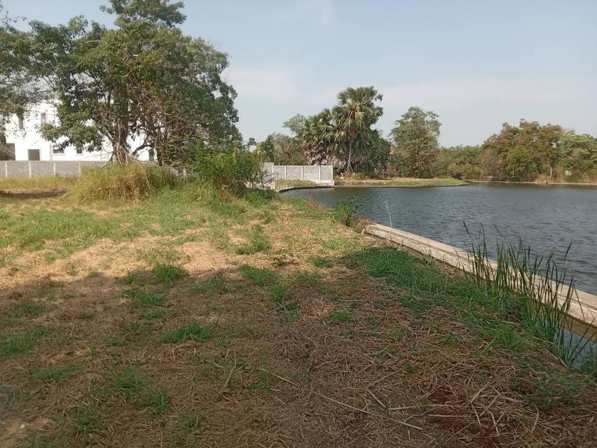 ขายที่ดินเปล่า 235 ตรว. ติดถนนคอนกรีต ติดทะเลสาบขนาดใหญ่ โครงการหมู่บ้านเดอะลากูน 1 9