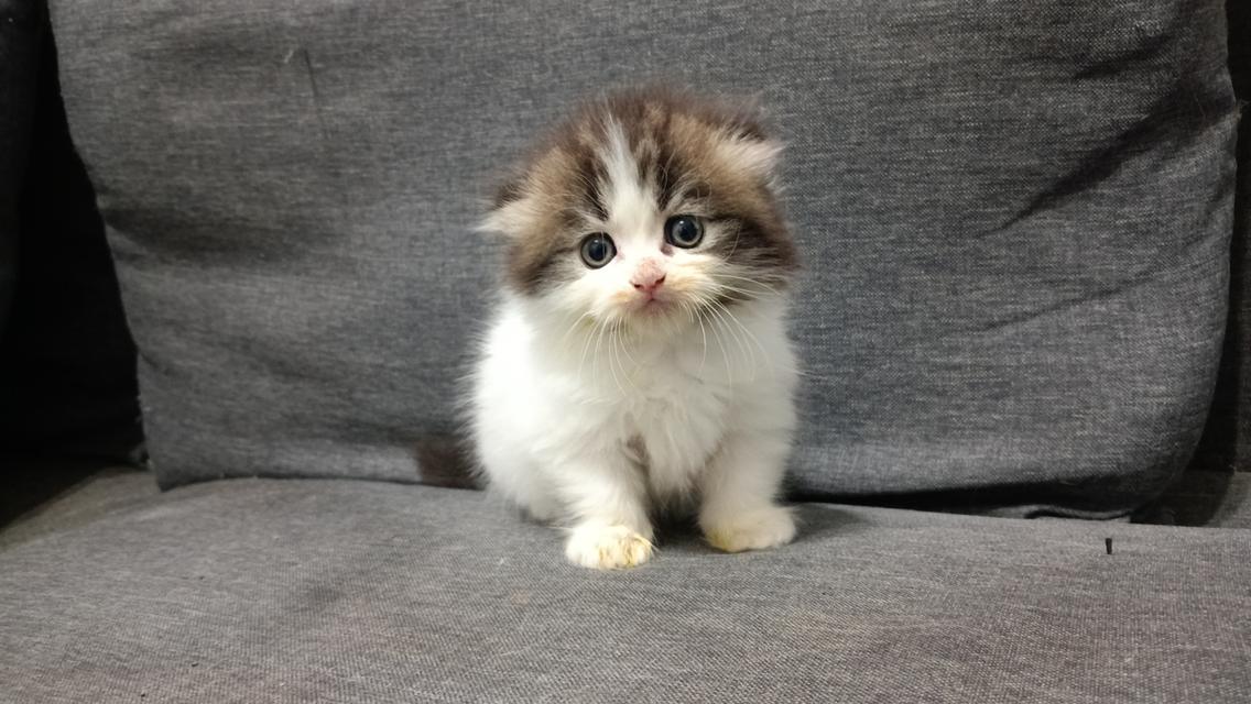 น้องแมวมัชกิ้นขาสั้น 4