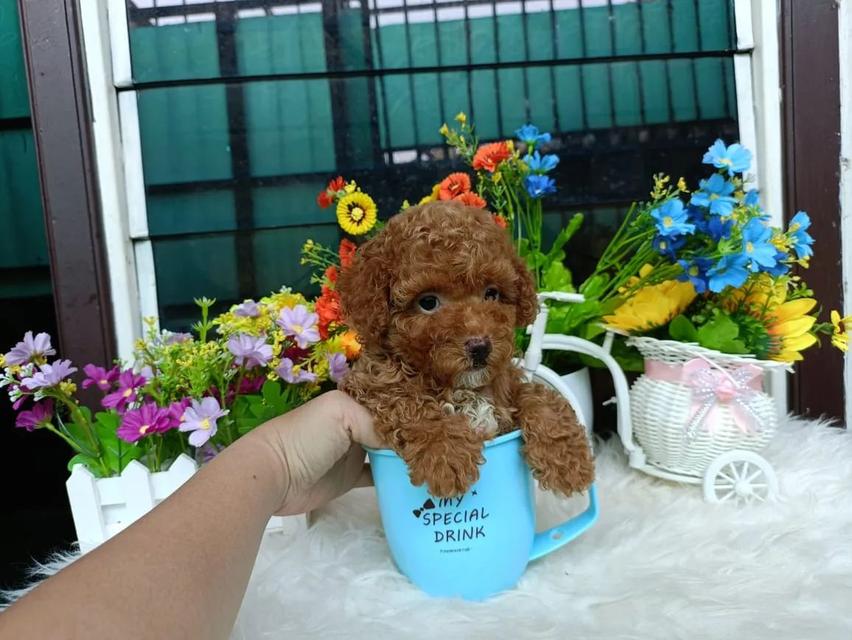Toy Poodle puppies For sale 2