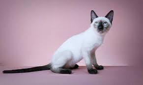 แมววิเชียรมาศสีขาว 2
