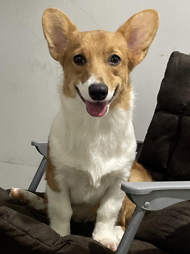 น้องหมา คอร์กี้ พร้อมย้าย