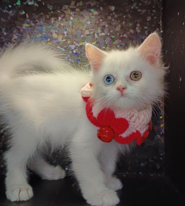 น้องแมวเปอร์เซียสีขาว ตาสองสี 4