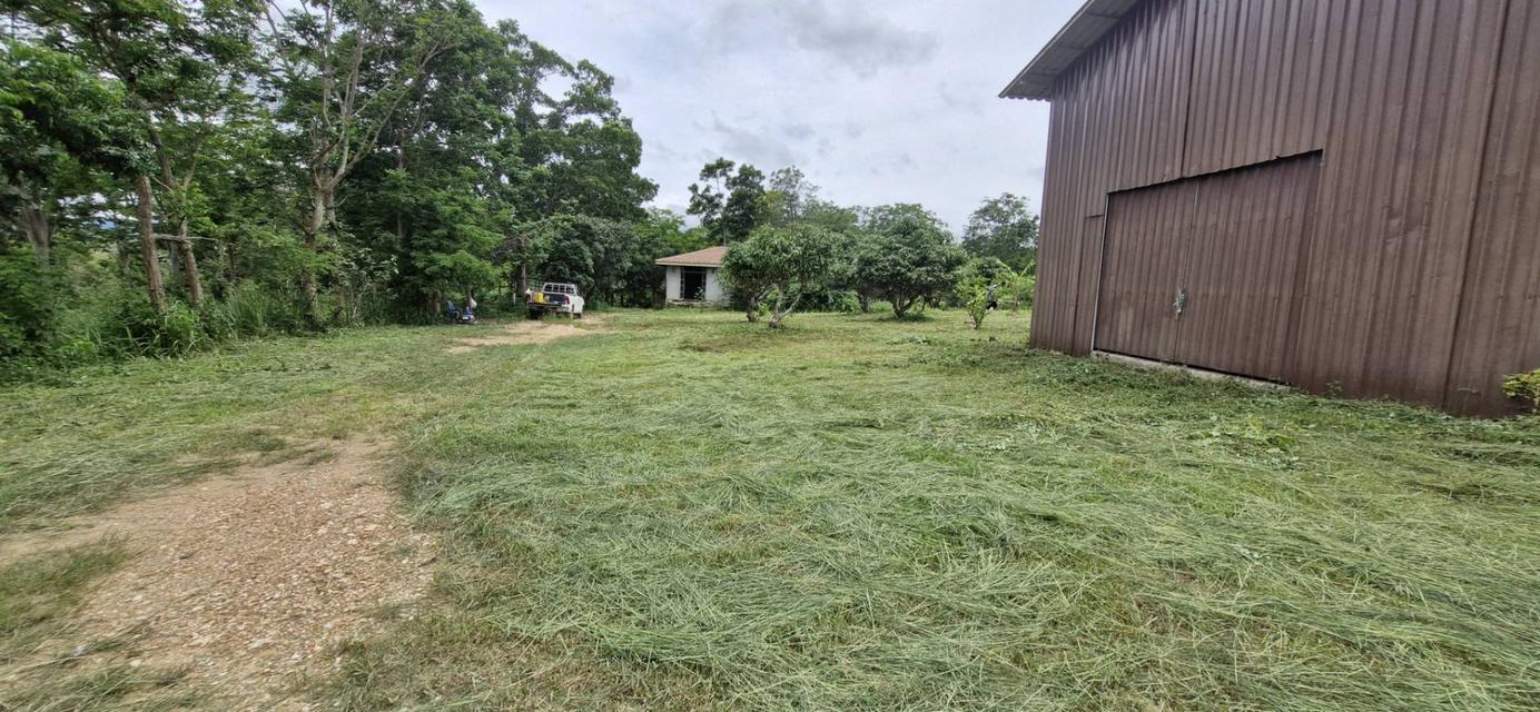 ขายที่ดินพร้อมสิ่งปลูกสร้าง 7