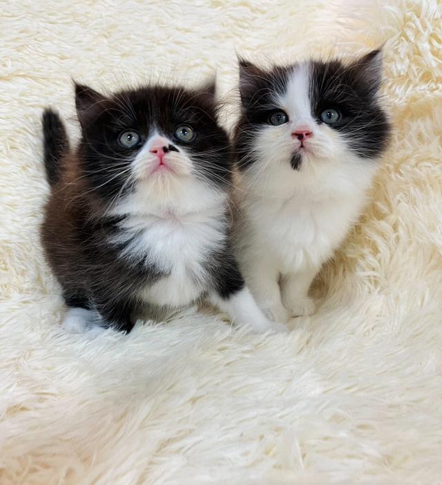 แมวเปอเซีย 3