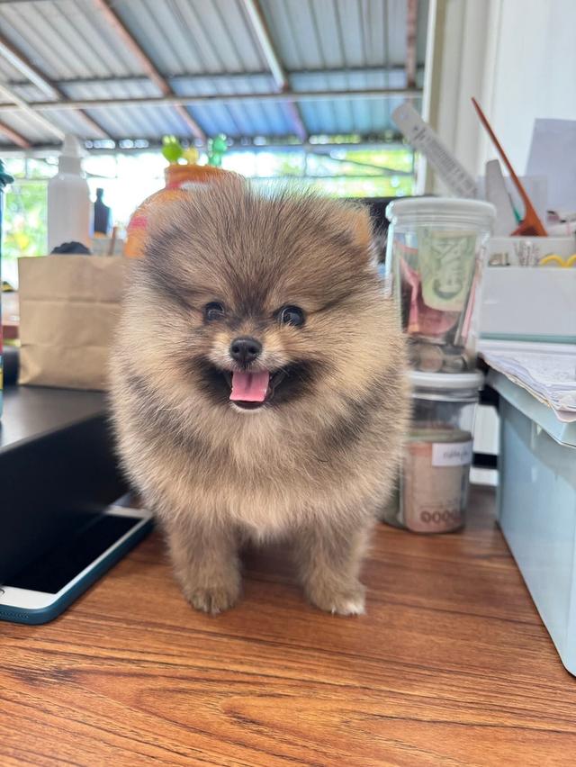 สุนัขปอม 4