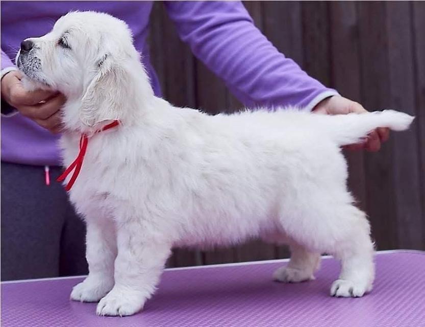 ลูกสุนัข White Golden Retriever หาผู้ปกครอง 2