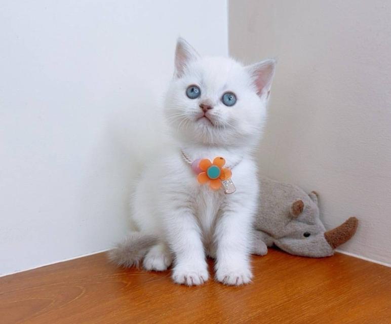 Scottish fold (ผู้หญิง) 2