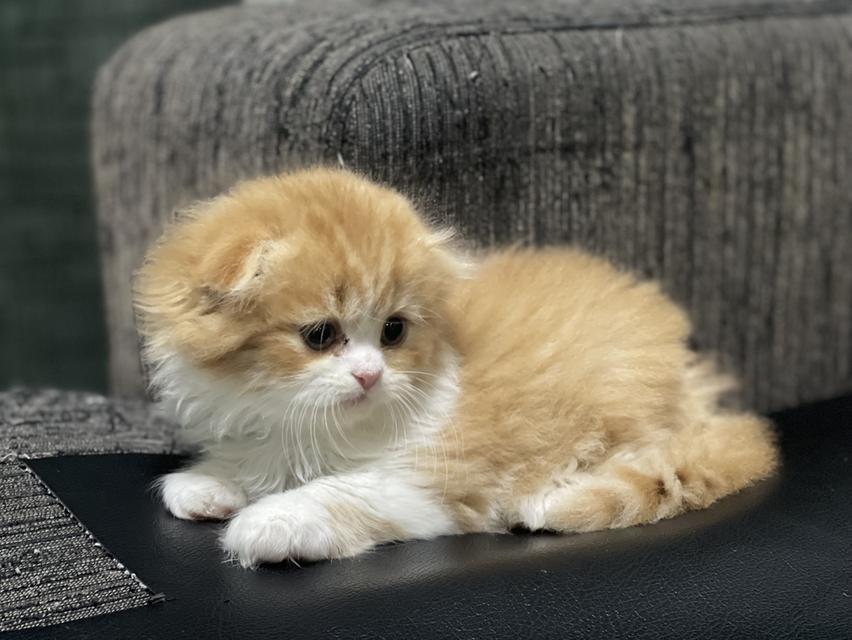 น้องส้มมงคล-เพศผู้(เกิด19/9/68) 7