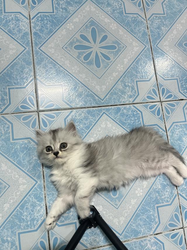 ด.ญ.ช๊อกโก้ 2