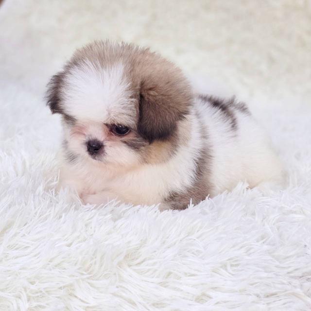 ชิสุผสมปอม เพศผู้ พร้อมย้ายบ้าน 7