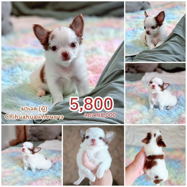 ชิวาวาแท้มีทั้งแบบขนสั้นและขนยาวพร้อมย้ายบ้านมีบริการจัดส่งจ้า รูปย่อยที่ 2