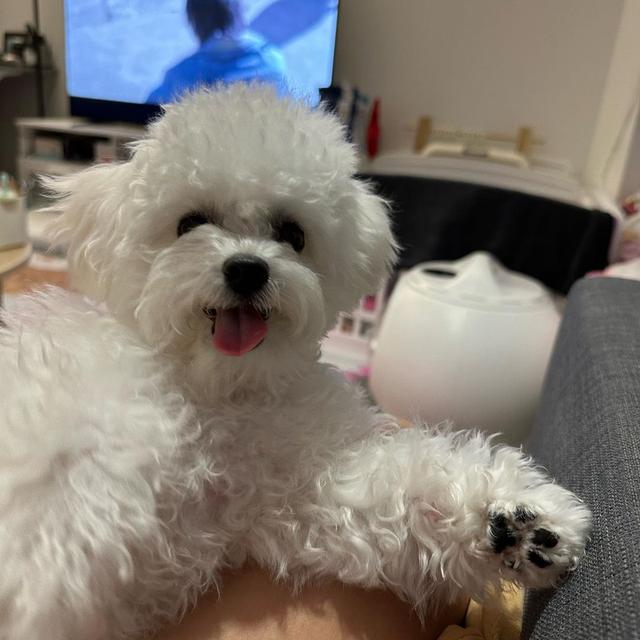 Bichon Frise Puppies For Sale