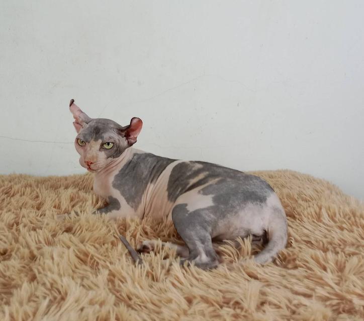 11.แมวเอลฟ์/เพศเมีย หาบ้าน Elf Cat/Female looking for a new home