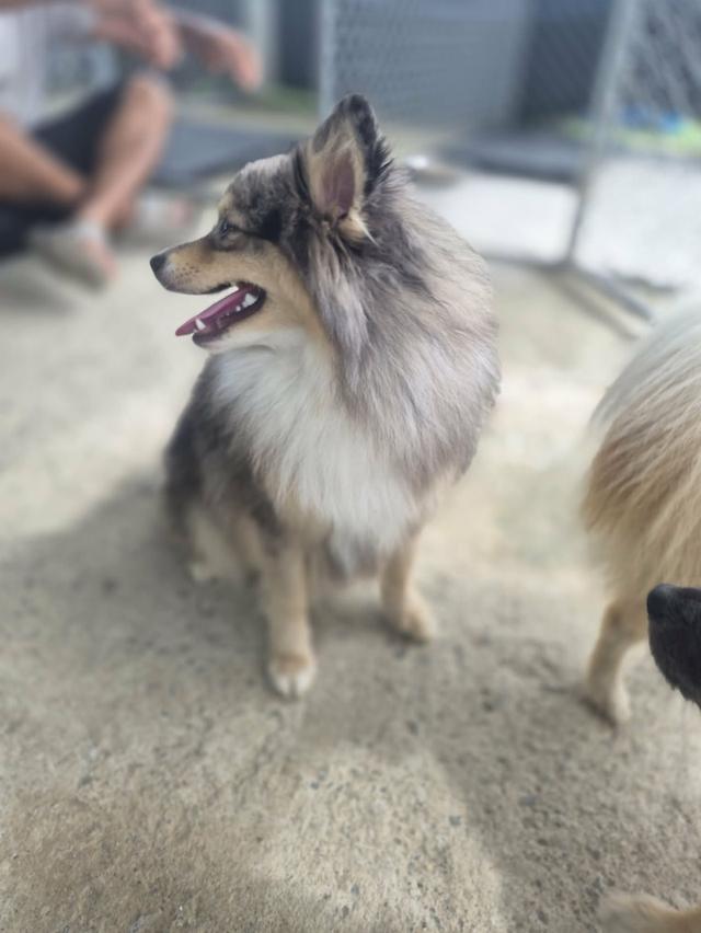 เปิดแบ่งแม่พันธุ์ปอม Blue Merle อายุปีกว่า #ผสมแล้วรอลุ้นท้อง พ่อพันธุ์สวย รูปที่ 6