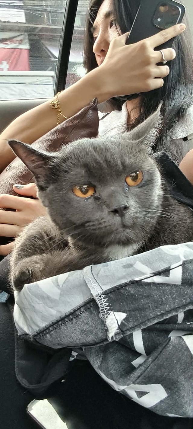 น้องแมวบริติช ช้อตแฮร์