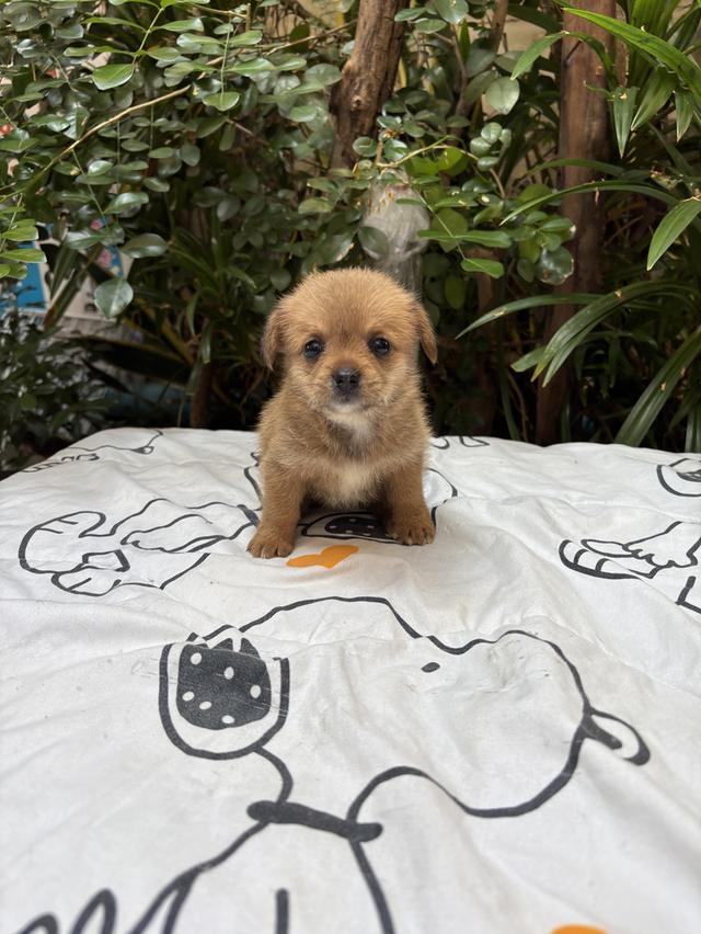 น้องชิสุผสมชิวาว่า เด็กหญิง รูปที่ 2
