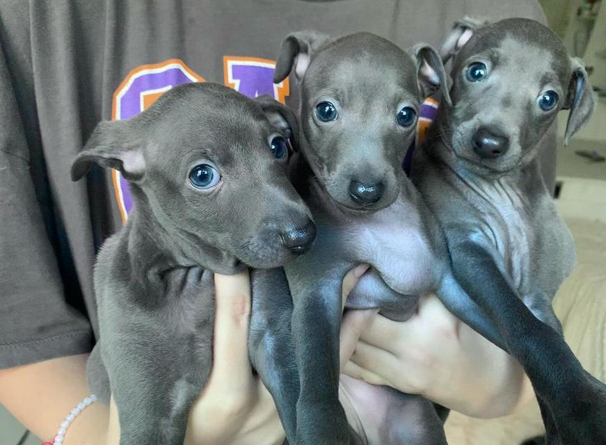 Italian Greyhound puppies  WhatsApp me : +66 63 826 3042