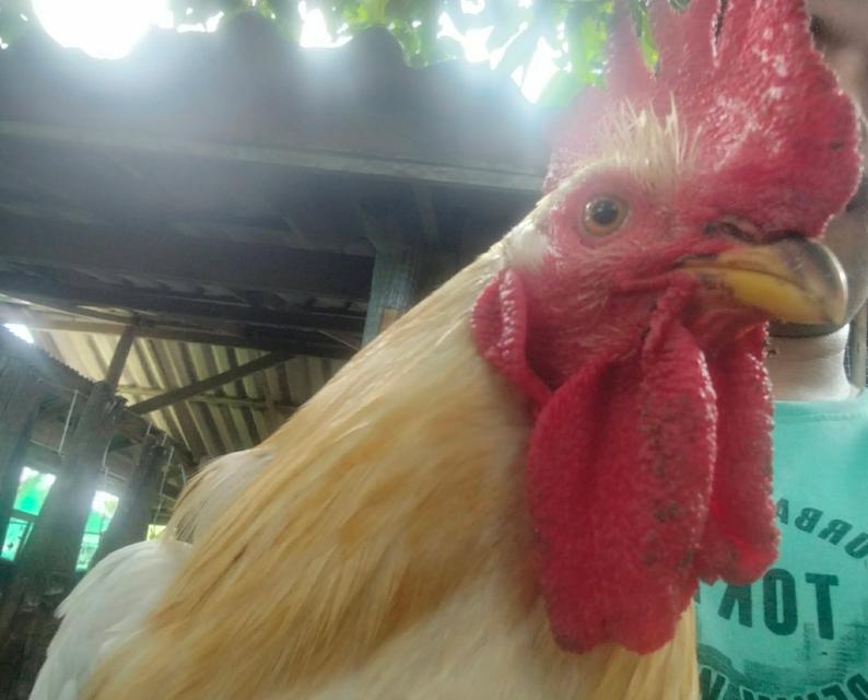 ไก่ไข่พ่อพันธุ์ไลทซันเช็คhybrid รูปที่ 4