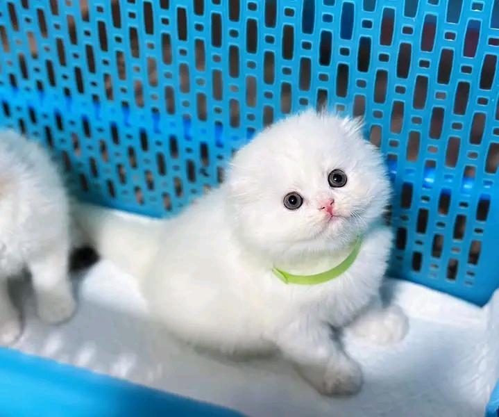 น้องแมวสีขาวนวล สก็อตติชโฟลด์ 3