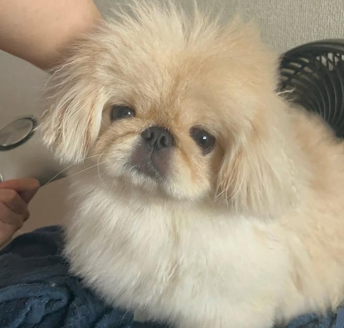 ขายลูกสุนัข Pekingese น่ารักสุดๆ 3