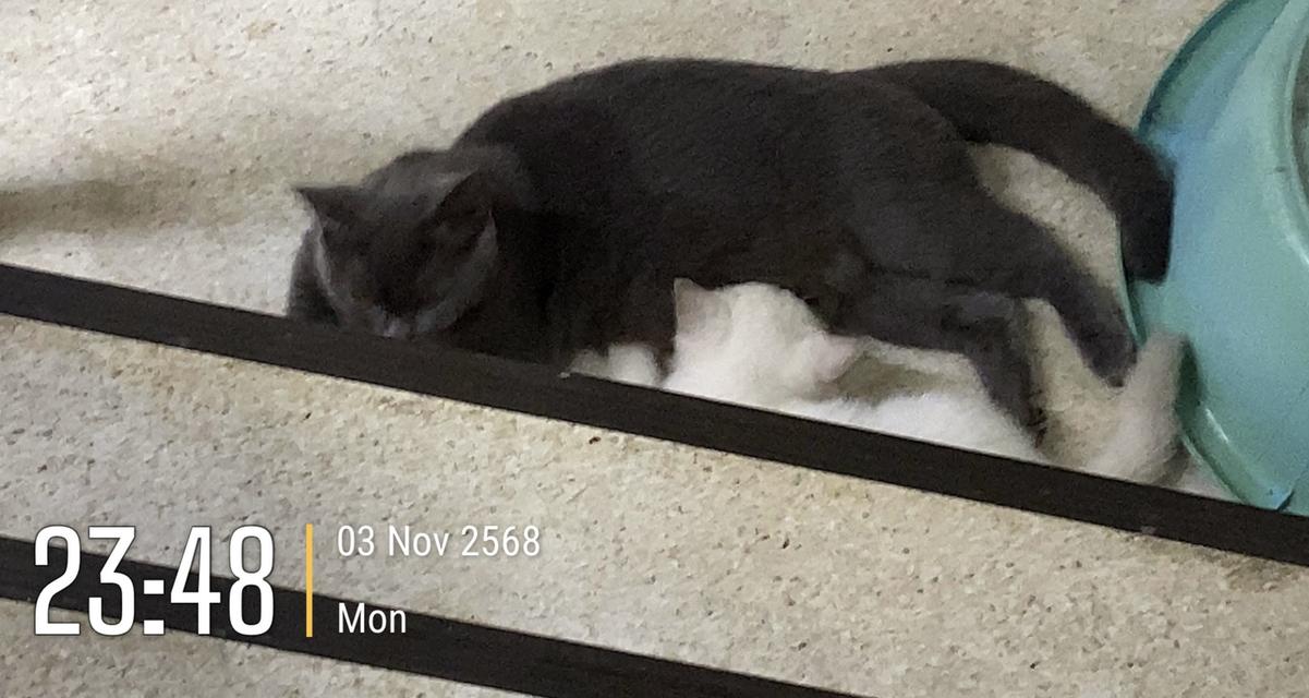 ลูกแมวพันธุ์บริติช ช็อตแฮร์ 12