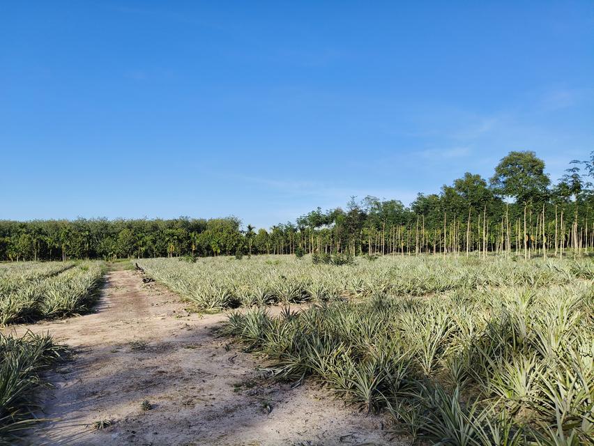 ( ด่วน )ขายที่ดิน อ.แกลง ระยอง ยกแปลง เนื้อที่ 5 ไร่ - 68.5 ตารางวา 3