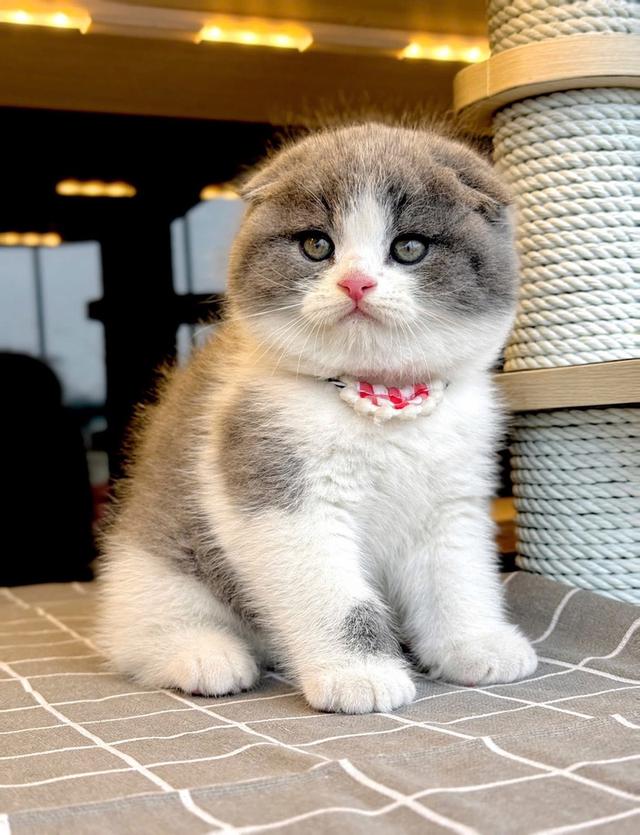 แมวมันช์กิ้น ขาสั้นรวมเลือกได้เลยค่ะ รูปที่ 5