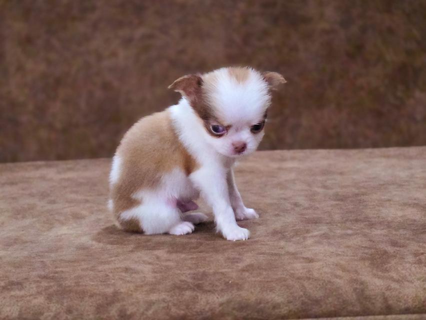 Chihuahua t cup น้องยูโรเพศผู้
