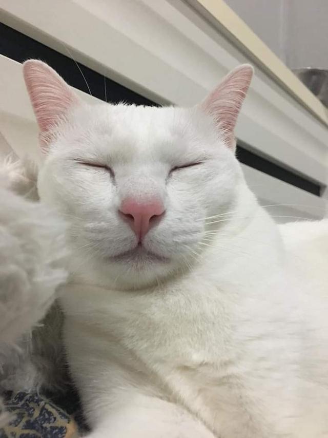 น้องแมวขาวมณีตาสีเดียว 3