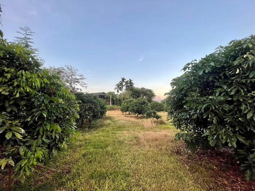 ขายที่ดินถมแล้ว 20 ไร่ 3 งาน 32.4 ตร.ว. เป็นสวนเกษตร (ไม่เสียภาษีที่ดิน) ติดแม่น้ำแตง อ.แม่แตง จ.เชียงใหม่ 6