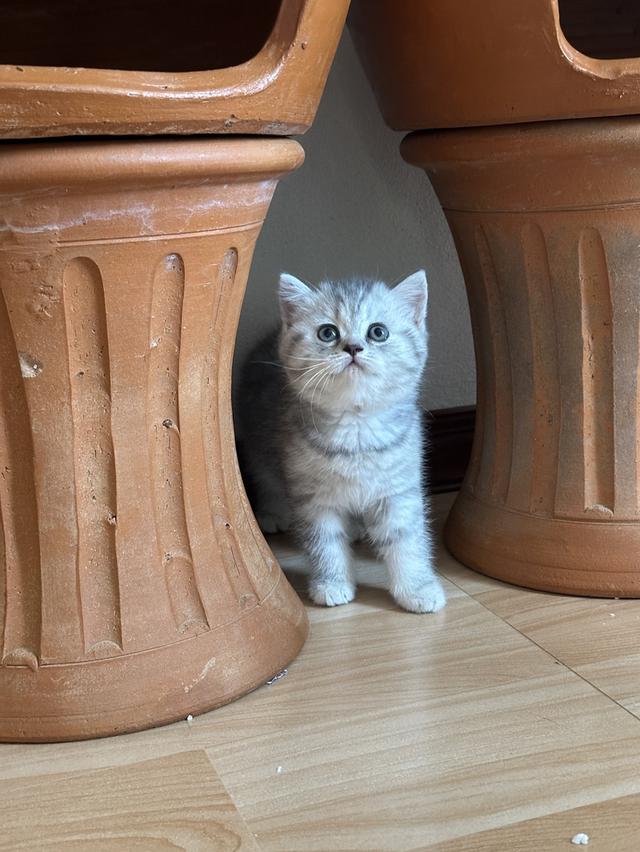 เเมวสก๊อตติสเเท้ฟอร์มสวย