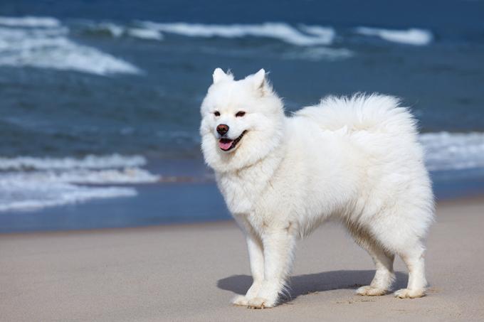 สุนัขสายพันธุ์ซามอยด์ (Samoyed) 3