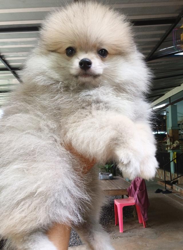 สุนัข 6