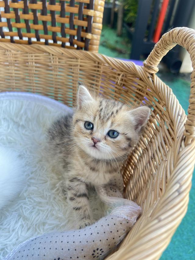 ❌️ดช.จุนโฮ (ได้บ้าน)