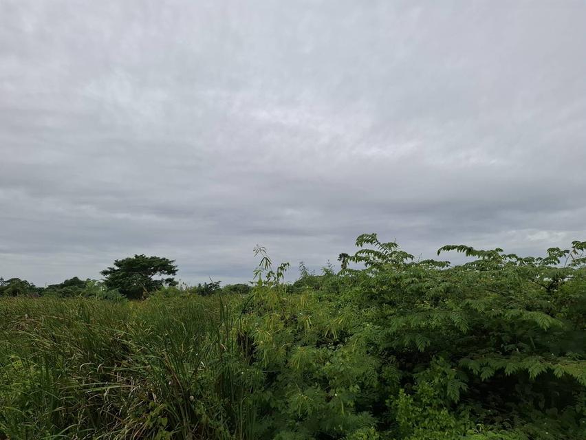 ขายที่ดินนครปฐม ถ.มาลัยแมน ต.ลำพยา อ.เมือง ราคาถูกทำเลทอง 8